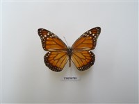 藏品(樺色斑蝶-南美洲)的圖片